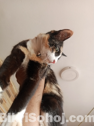 পার্শিয়ান ক্রস